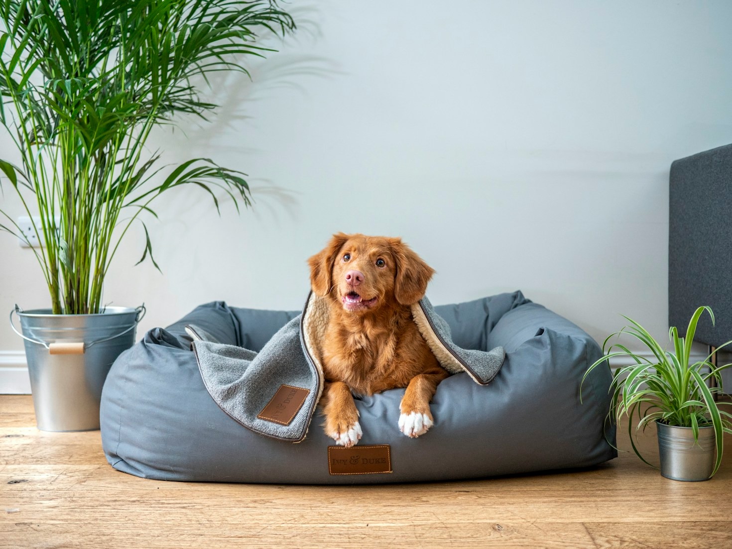 5 Tips for Choosing the Best Pet Food