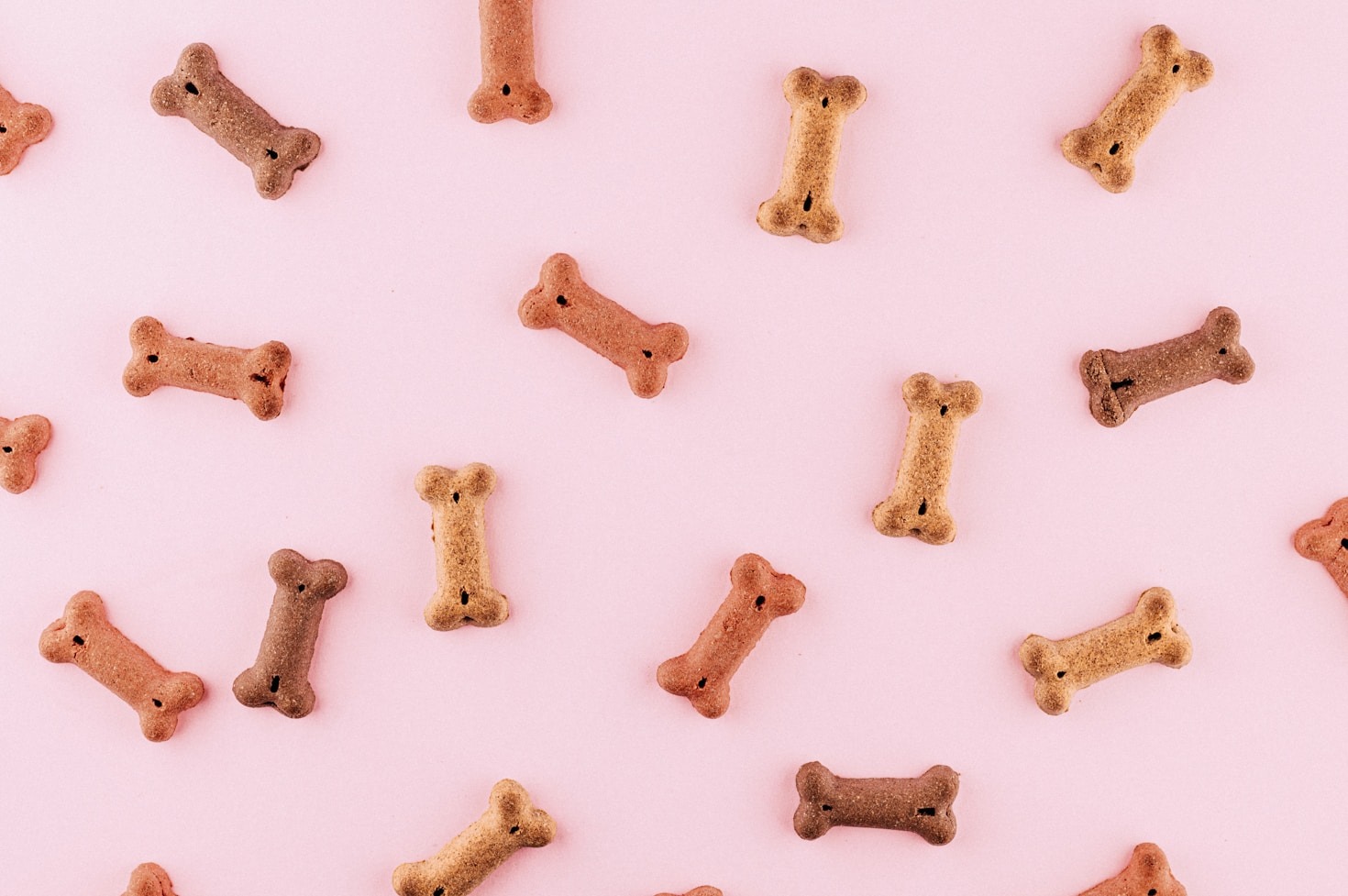 How to Keep Your Pet Healthy and Active