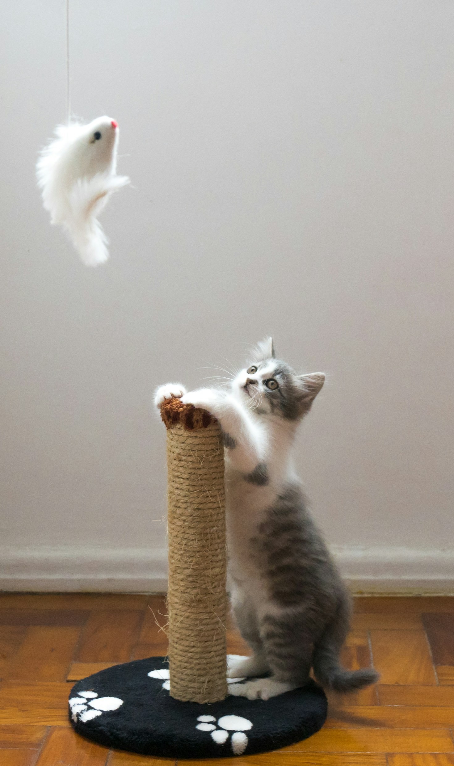 The Benefits of High-Quality Pet Care Products