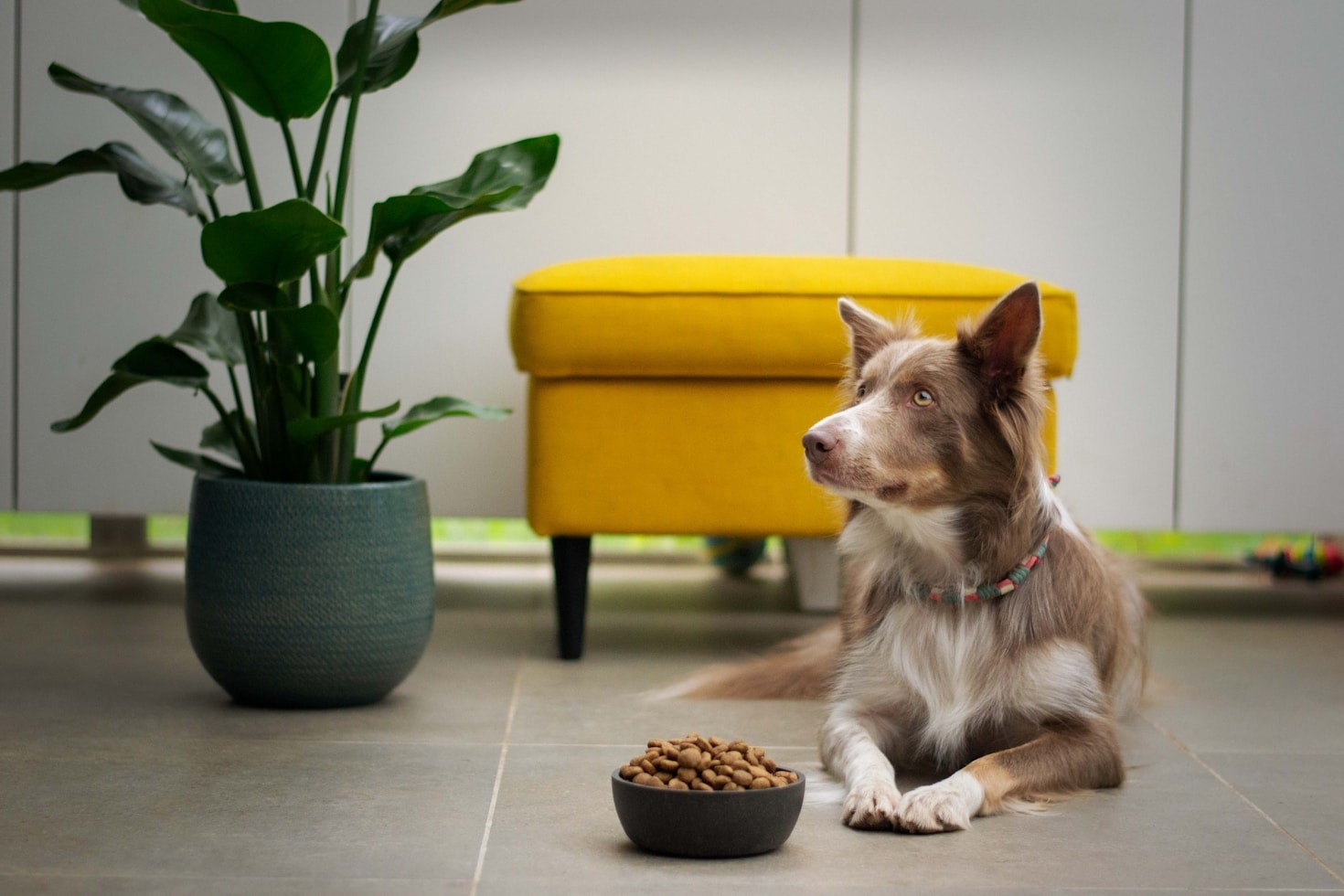 Understanding Your Pet’s Nutritional Needs