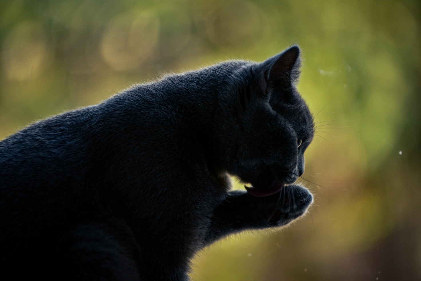 Top Pet Care Myths Debunked