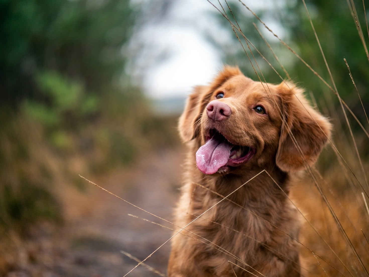Why Customer Reviews Matter in Choosing Pet Supplies