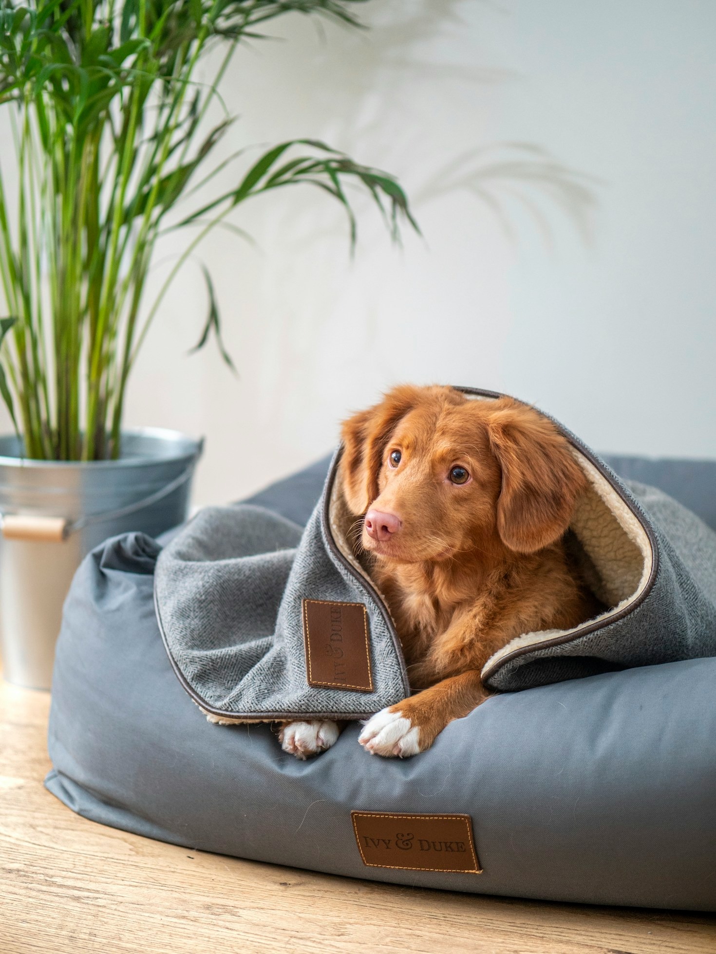 A Guide to Stress-Free Pet Grooming