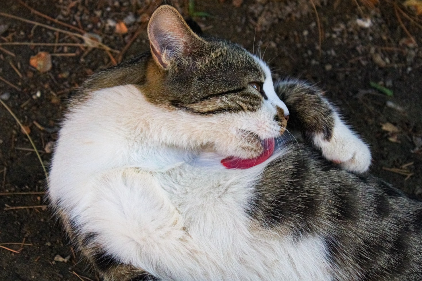 How to Create a Pet-Friendly Home Environment